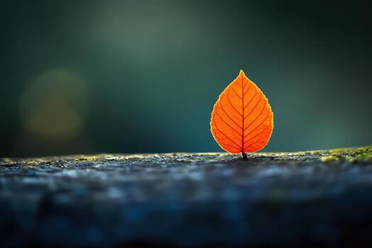 Unique orange leaf standing upright on a textured surface in soft light photo
