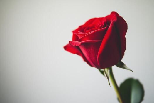 Elegant red rose in close-up on a light background photo