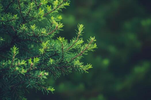 Lush green evergreen branches captured in serene natural setting photo