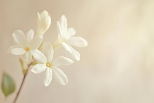 frágil blanco flores floreciente suavemente en amable ligero durante primavera foto