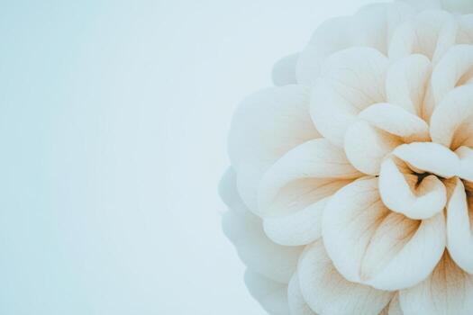 Elegant white flower close-up against a soft pale background in springtime photo