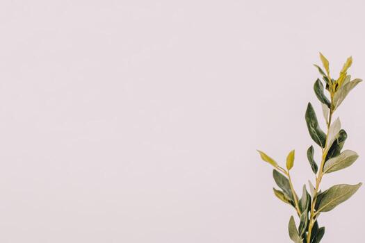 Green leaves against a soft pink backdrop create a calming vibe photo