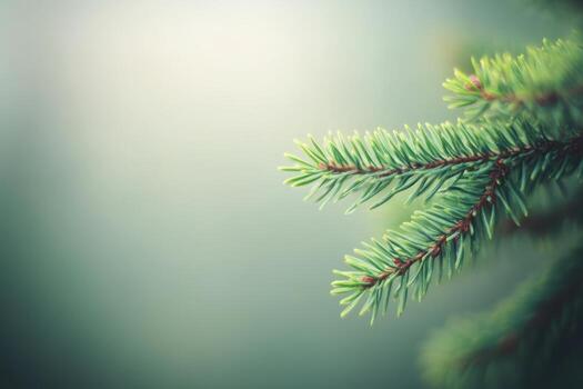 Green pine branch under soft natural light in a calm setting photo