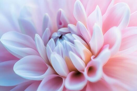 Beautiful soft pink dahlia bloom displaying intricate petal patterns photo