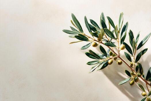 Olive branch with leaves on a white background photo
