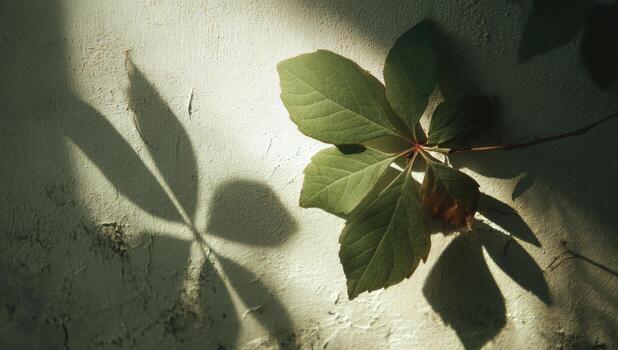 A leaf is on a wall with shadows photo