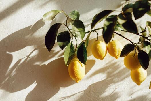A bunch of lemons hanging on a tree photo