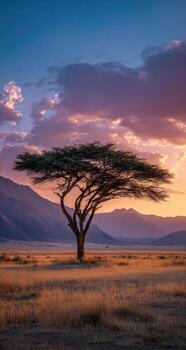 A lone acacia tree stands in the middle of a field photo