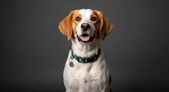 Clean Studio Concept Featuring Playful Pet Dog Resting photo