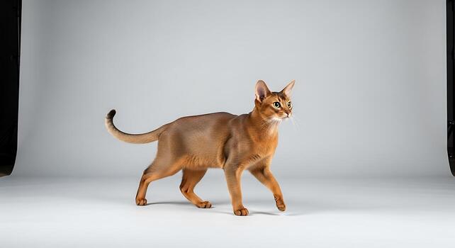 Professional Studio Portrait of Abyssinian Cat Looking Straight at Camera photo