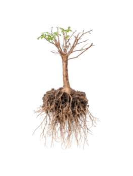 Tree with Extensive Root System and Branches, Isolated on a Transparent Background png