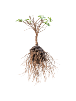 raíz sistema y creciente ramas de un árbol, parte superior ver en transparente antecedentes png