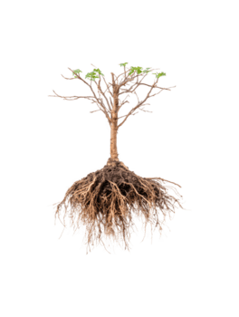 dettagliato Immagine di un' albero radice sistema con rami, isolato su trasparente sfondo png