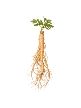 isolato ginseng radice mostrando suo complesso radice struttura png