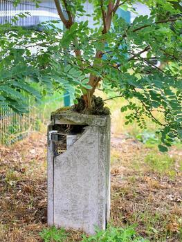 Black locust Robinia pseudoacacia growing from broken transformer box in overgrown urban area in Germany photo