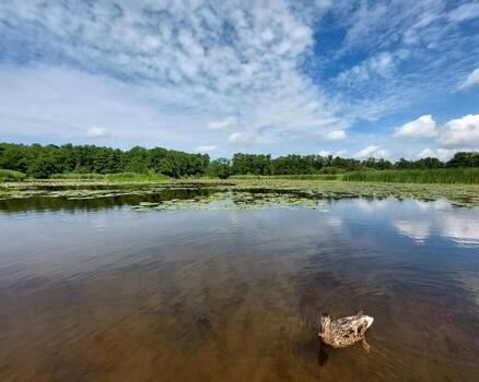 Pato flotadores cerca orilla de todavía claro lago bordeado por bosque y cielo con dispersado nubes foto