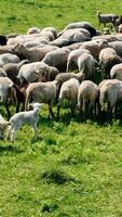 Drone view of a flock of sheep grazing on a green pasture. Sheep and goats graze on a green field video