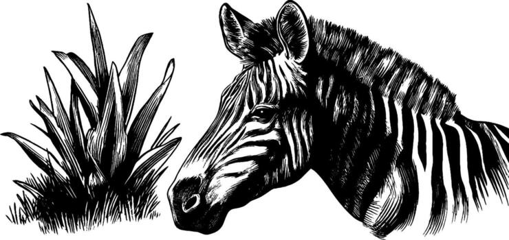 A drawing of a zebra with grass in the background vector