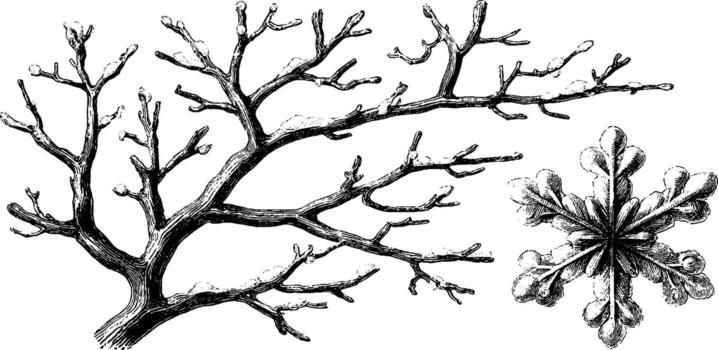 A drawing of a tree with branches and a snowflake vector