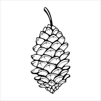un detallado ilustración de un pino cono con distinto escamas y un puntiagudo consejo. el diseño es sencillo y monocromo, enfatizando el natural forma de el cono. vector