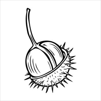 A detailed illustration of a chestnut in its spiky outer shell. The chestnut is round and brown, with a smooth surface and a long stem. vector