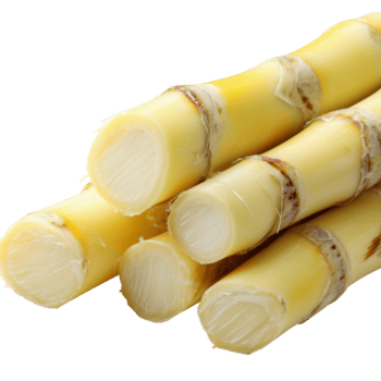 Pale yellow sugarcane stalks with smooth outer layers and segmented joints on transparent background png