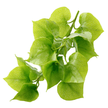 Green leaves with a heart-like shape, possibly from the Crateva genus, characteristically smooth with visible veining patterns on transparent background png