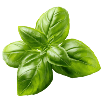 vibrerande grön basilika löv med slät, glansig ytor och böjd kanter anordnad i en symmetrisk mönster på transparent bakgrund png