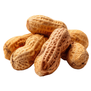 Peanuts in their shells are piled together, displaying a rough, textured surface in a light tan color on transparent background. png