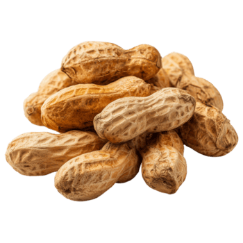 Peanuts in shells are piled together, displaying a rough, textured surface in a light tan color on transparent background.. png