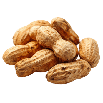 Peanuts, Arachis hypogaea, are displayed with some in their rough, textured shells and others peeled, revealing their smooth, brown kernels on transparent background. png