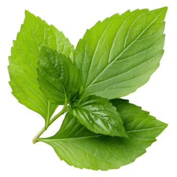 hell Grün Blätter vereinbart worden im ein Rosette Muster, jeder Blatt eiförmig mit ein glatt Textur und prominent Venen auf transparent Hintergrund. png