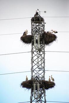 High-voltage power tower with stork nest in its structure photo