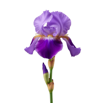 elegante iris ritratto su isolato ambientazione visualizzazione liscio pendenza e delicato petalo struttura png