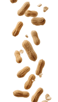 Dynamic cascade of fresh peanuts floating amidst a serene transparent canvas unveiling natural png