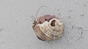 Hermit Crab Unique Shell on Sand A hermit crab with a distinct patterned shell crawling on the sandy beach. video