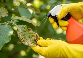Safely Applying Organic Pesticide Spray to Treat Leaf Spot Disease on Plants Outdoors photo