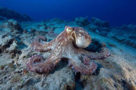 A vibrant octopus navigates the rocky terrain of the ocean floor, surrounded by clear blue waters. Sunlight illuminates its camouflage, showcasing its unique patterns photo