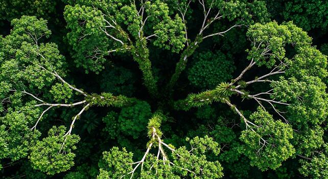 Aerial View of Dense Green Tropical Forest with Tall Trees and Lush Canopy photo