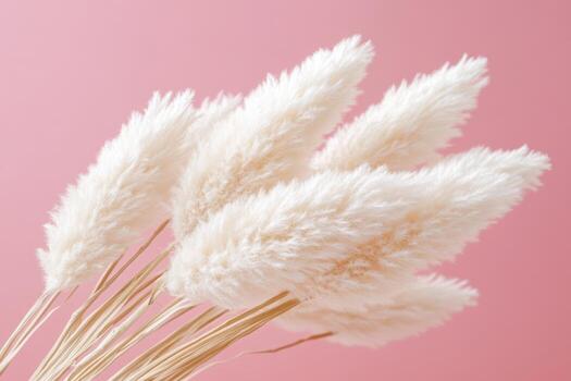 Soft white pampas grass in a soothing pink background display photo