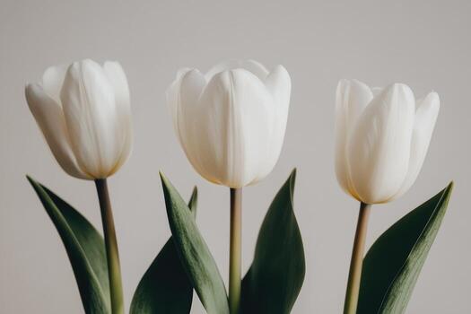 hermosa blanco tulipanes arreglado esmeradamente en contra un neutral antecedentes foto