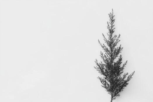 Cypress tree branch against a plain white background in minimalistic style photo
