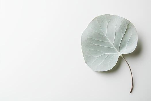 Leaf resting on a smooth surface in a minimalist setting photo