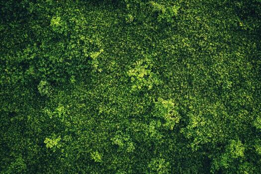 Lush green forest canopy viewed from above on a sunny day photo