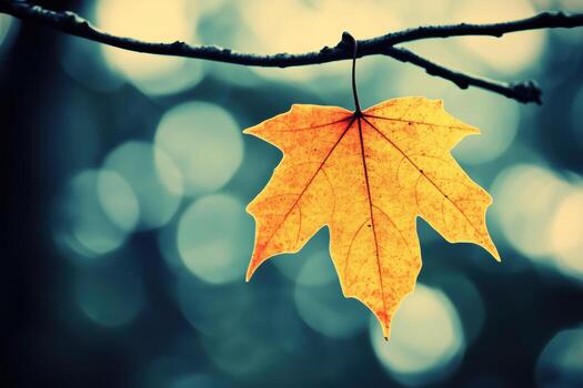 Vibrant yellow maple leaf hanging on a branch in autumn light photo