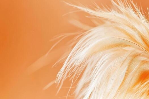 Soft textures of a feather against an orange background create a warm atmosphere photo