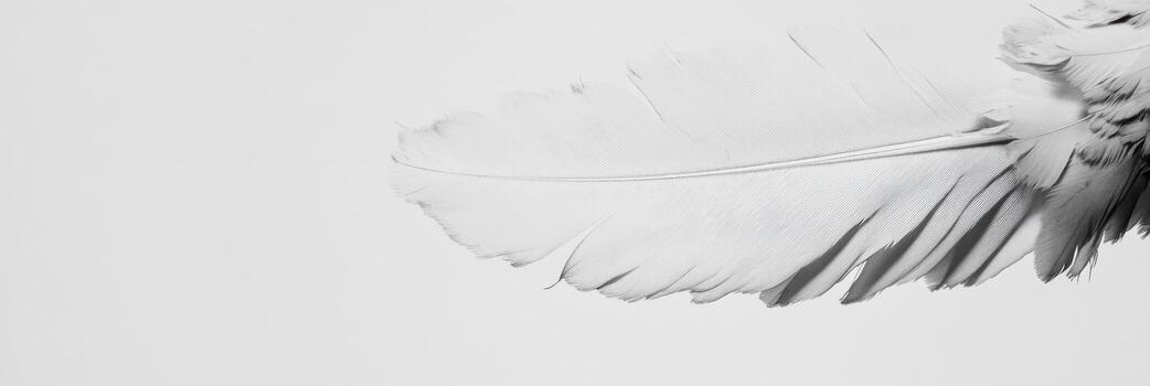Elegant white feather against a plain background showcasing delicate textures photo