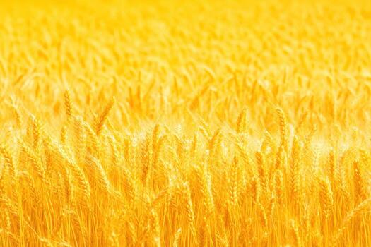 A field of yellow wheat is shown in the background photo