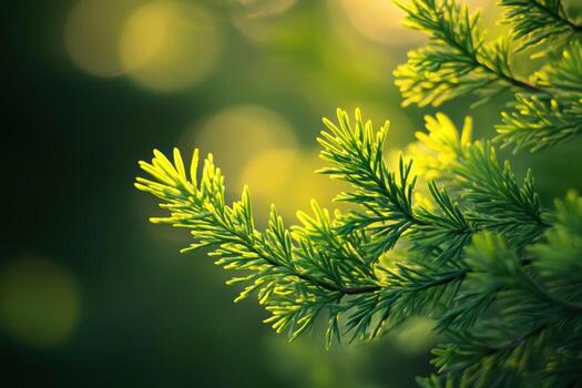 A close up of a green tree branch with sunlight photo
