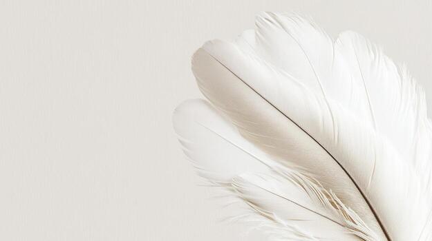 Soft white feather resting on a light background creates a delicate visual photo